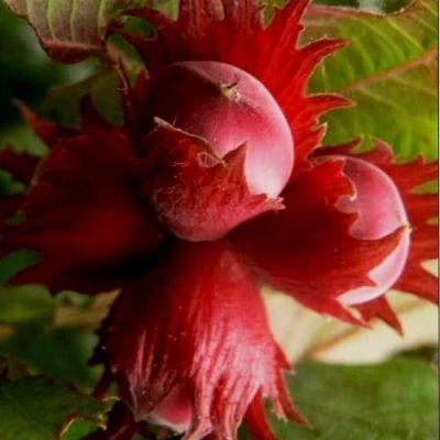 Фундук БАГРЯНЕЦ в Ульяновске