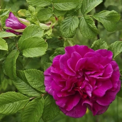 Шиповник ХАНСА в Ульяновске