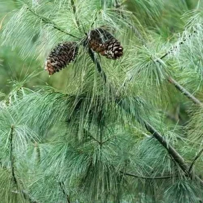 Сосна АРМАНДИ в Ульяновске