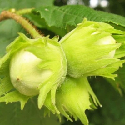 Фундук КАТАЛОНСКИЙ в Ульяновске