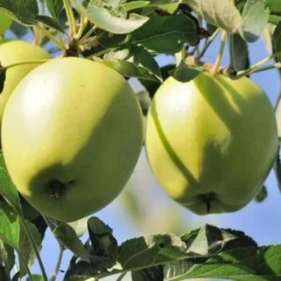 Яблоня САХАРНАЯ в Ульяновске