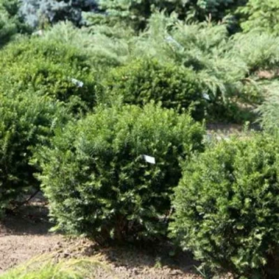 Тис НАНА остроконечный  в Ульяновске