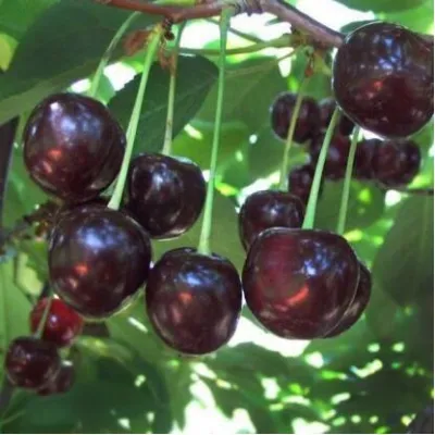 Вишня ВЛАДИМИРСКАЯ в Ульяновске