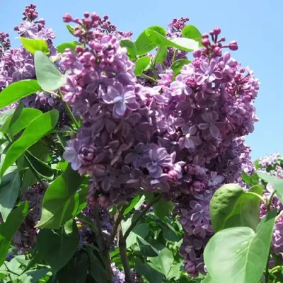 Сирень ВИОЛЕТТА в Ульяновске