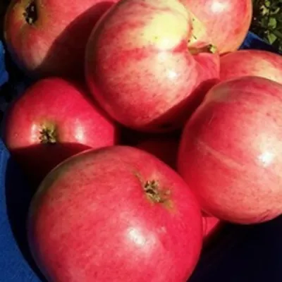 Яблоня СУЙСЛЕПСКОЕ (МАЛИНОВКА) в Ульяновске