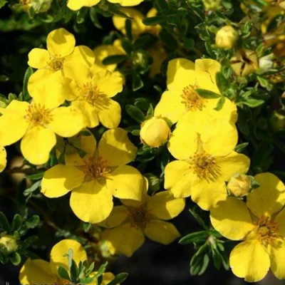 Лапчатка ХАКМАНС ГИГАНТ кустарниковая в Ульяновске