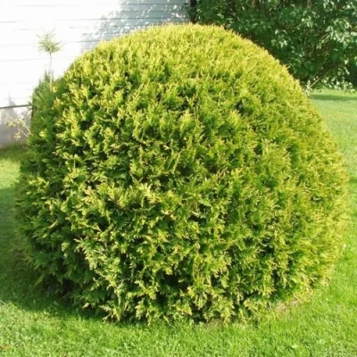 Туя ДАНИКА АУРЕА западная в Ульяновске