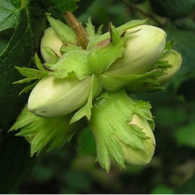 Фундук ТАМБОВСКИЙ ПОЗДНИЙ в Ульяновске