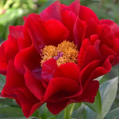 Пион МАКИНАК ГРАНД травянистый в Ульяновске