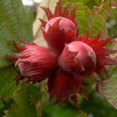 Фундук МОСКОВСКИЙ РУБИН в Ульяновске