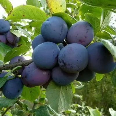 Слива КРОМАНЬ в Ульяновске