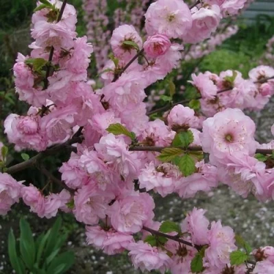 Миндаль ТРЁХЛОПАСТНЫЙ (луизеания) в Ульяновске