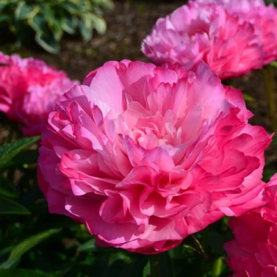 Пион ДЖОКЕР травянистый в Ульяновске