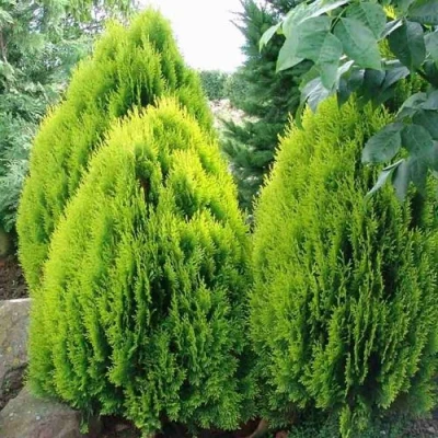 Туя восточная в Ульяновске