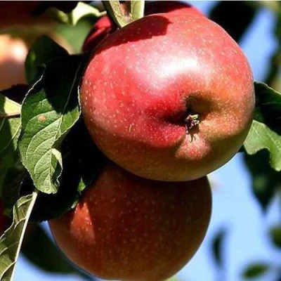 Яблоня АНТЕЙ КИЕВСКИЙ колонновидная в Ульяновске