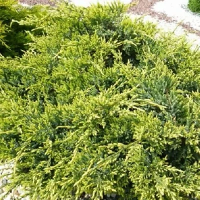 Можжевельник ГОЛД СТАР средний в Ульяновске