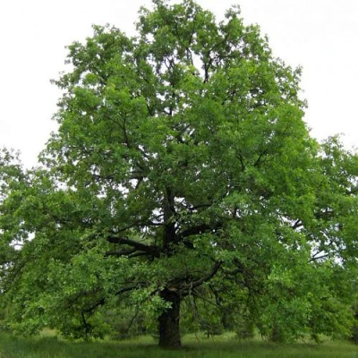 Дуб черешчатый  в Ульяновске