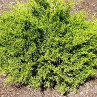 Можжевельник ИЗАБЕЛИН китайский в Ульяновске