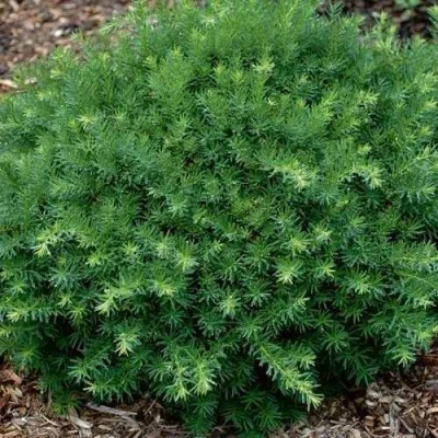 Тис ХИКСИ средний в Ульяновске