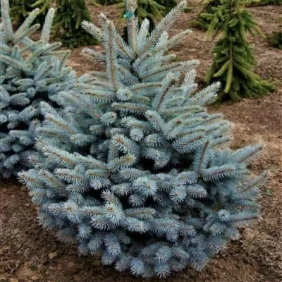 Ель МИСТИ БЛЮ голубая в Ульяновске