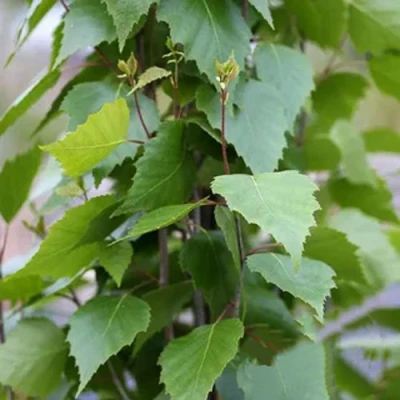 Береза ФАСТИГИАТА повислая  в Ульяновске