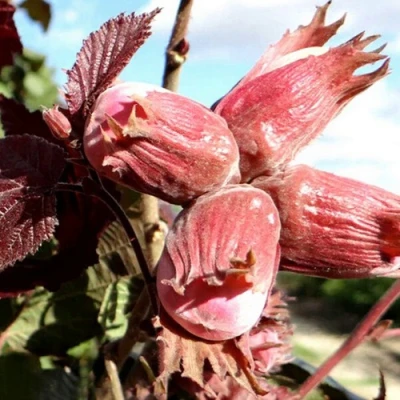 Фундук АЛЫЙ ПАРУС в Ульяновске
