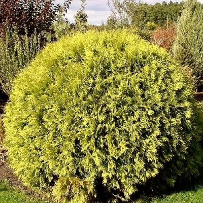 Туя ГЛОБОЗА АУРЕА западная в Ульяновске