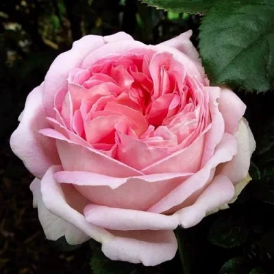 саженцы роз мириам