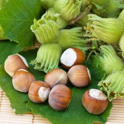 Фундук КРЕПКИЙ ОРЕШЕК в Ульяновске