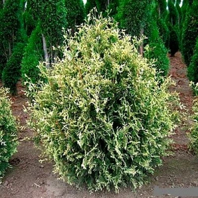 Туя ГОЛД ПЕРЛ западная в Ульяновске