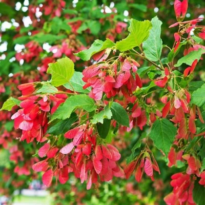 Клен татарский в Ульяновске