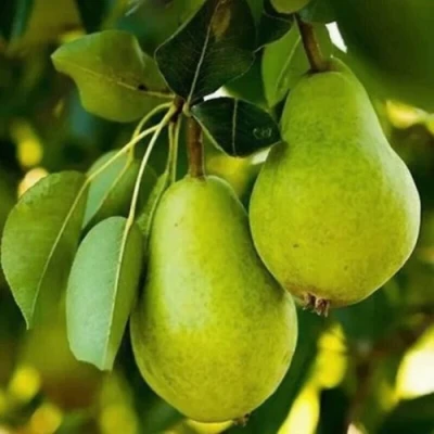 Груша СЕВЕРЯНКА колонновидная в Ульяновске