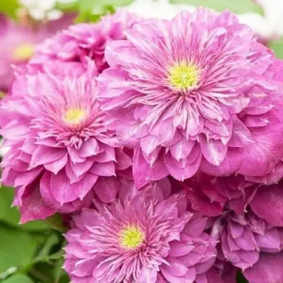 Клематис КАЙЗЕР в Ульяновске