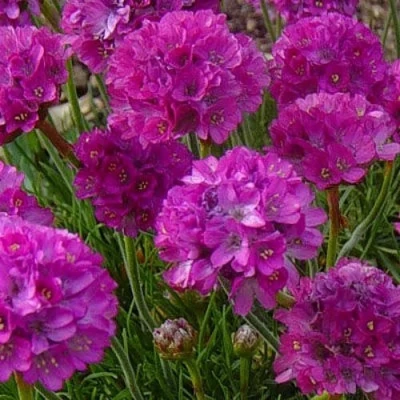 Армерия МОНИНГ СТАР ДИП РОУЗ в Ульяновске