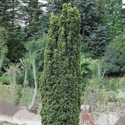 Тис ФАСТИГИАТА РОБУСТА  ягодный  в Ульяновске