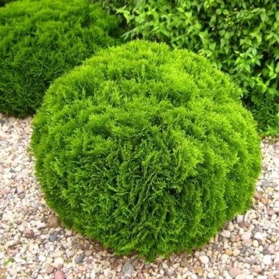 Туя ДАНИКА западная в Ульяновске