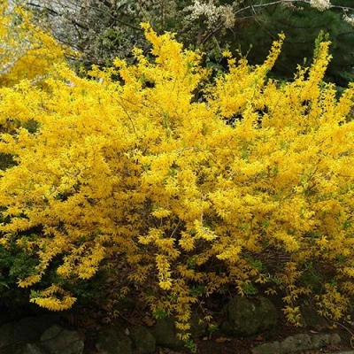 Форзиция ГОЛДЗАУБЕР средняя в Ульяновске