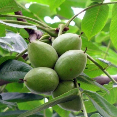 Орех маньчжурский МИЧУРИНЕЦ в Ульяновске