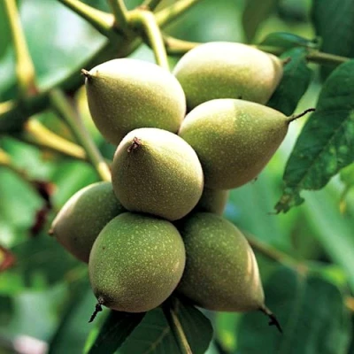 Орех МАНЬЧЖУРСКИЙ в Ульяновске