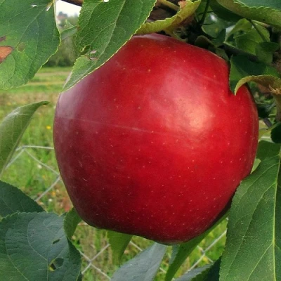 Яблоня РЕДФРИ в Ульяновске