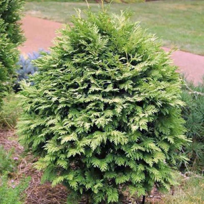 Туя ВАРЕАНА ЛЮТЕСЦЕНС западная в Ульяновске