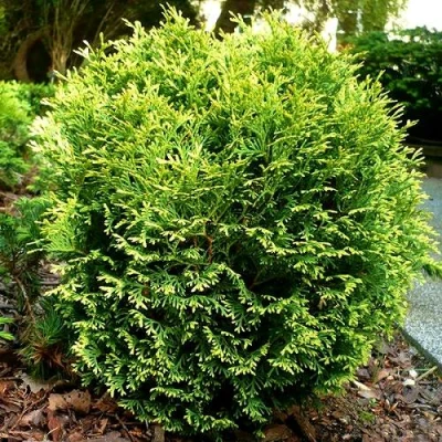 Туя ВОТЕРФИЛД западная в Ульяновске