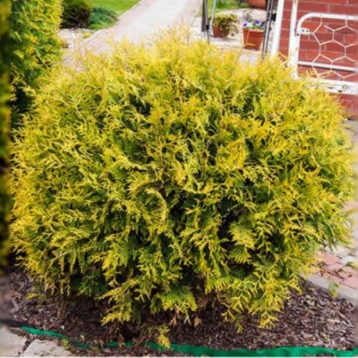 Туя КОЛЛЕРС ГОЛД складчатая в Ульяновске