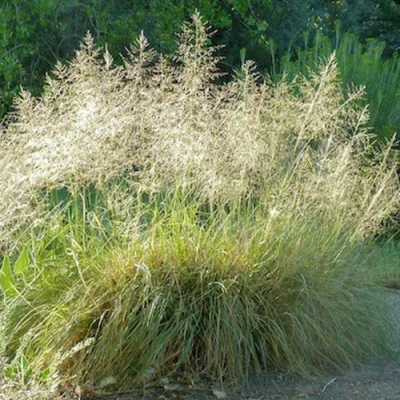 Каплесеменник воздушный в Ульяновске