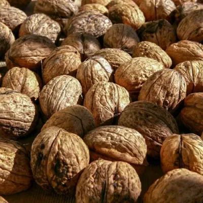 Грецкий орех ПИНСКИЙ в Ульяновске