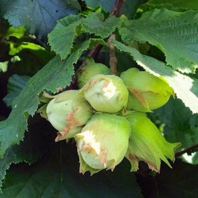 Фундук ТАМБОВСКИЙ РАННИЙ в Ульяновске