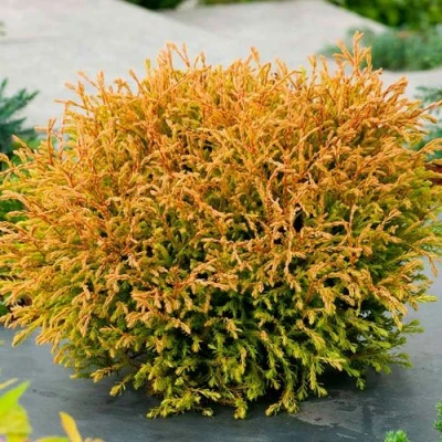 Туя ГОЛДЕН ТАФФЕТ западная в Ульяновске