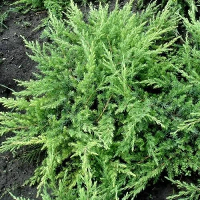 Можжевельник ШЛЯГЕР прибрежный в Ульяновске