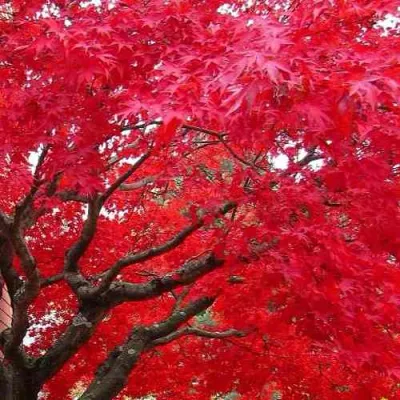 Клен гиннала  в Ульяновске