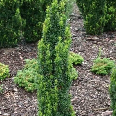 Тис ВОЙТЕК средний  в Ульяновске